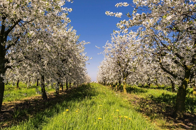 Image média: Mise en place d’un verger biodiversifié